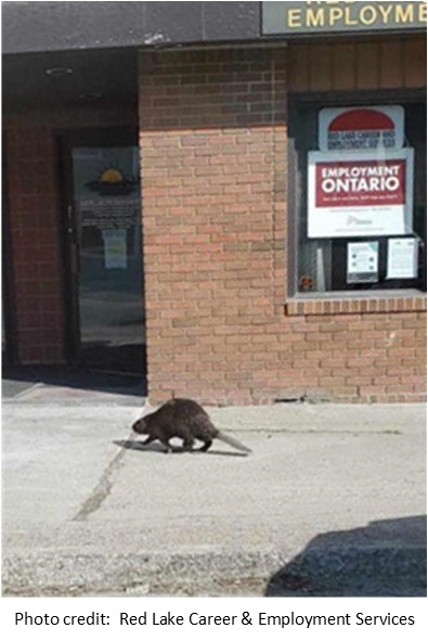 red-lake-employment-beaver