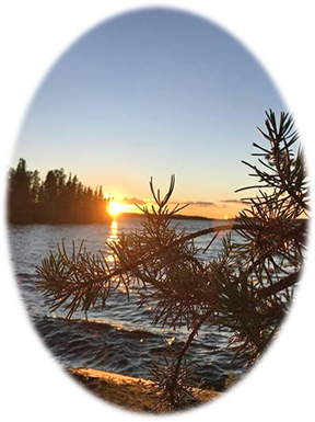 sunset-through-pines